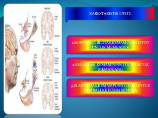 KARESTARISTIK OTOT:
1.KONTRAKTIBILITAS,KEMAMPUAN OTOT
UNTUK MEMENDEK
2.RELAKSASI,KEMAMPUAN OTOT UNTUK
MEMANJANG
3.ELASTISITAS,KEMAMPUAN OTOT UNTUK
KEMBALI KE POSISI SEMULA
 