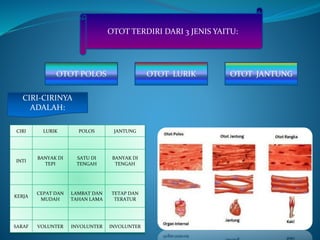 OTOT TERDIRI DARI 3 JENIS YAITU:
OTOT POLOS OTOT LURIK OTOT JANTUNG
CIRI-CIRINYA
ADALAH:
CIRI LURIK POLOS JANTUNG
INTI
BANYAK DI
TEPI
SATU DI
TENGAH
BANYAK DI
TENGAH
KERJA
CEPAT DAN
MUDAH
LAMBAT DAN
TAHAN LAMA
TETAP DAN
TERATUR
SARAF VOLUNTER INVOLUNTER INVOLUNTER
 