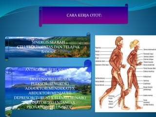 CARA KERJA OTOT:
SINERGIS:SEARAH
CTH;TELAPAK ATAS DAN TELAPAK
BAWAH
ANTAGONIS:BERLAWANAN
CTH;
EKSTENSOR(LURUS) X
FLEKSOR(BENGKOK)
ADDUKTOR(MENDEKAT) X
ABDUKTOR(MENJAUH)
DEPRESOR(TURUN) X ELEVATOR(NAIK)
SUPINATOR(TELENTANG) X
PRONATOR(TELUNGKUP)
 