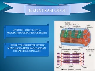 B.KONTRASI OTOT
1.PROTEIN OTOT (AKTIN,
MIOSIN,TROPONIN,TROPOMIOSIN)
2.NEUROTRANSMITTER UNTUK
MENGHANTARKAN RANGSANGAN.
CTH;ASETILKOLIN (AcH)
 