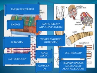 ENERGI KONTRAKSI
ENERGI LANGSUNG:ATP
ATP>ADP+P+ENERGI
TIDAK LANGSUNG:
(GLIKOGEN)GLIKOGEN
LAKTOSIDOGEN
ASAM
LAKTAT
GLUKOSA+
O2
CO2+H2O+ATP
SEMAKIN BANYAK
ASAM LAKTAT
AKAN KELELAHAN
 