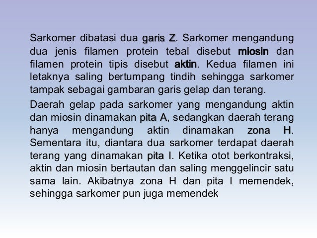 Jaringan otot