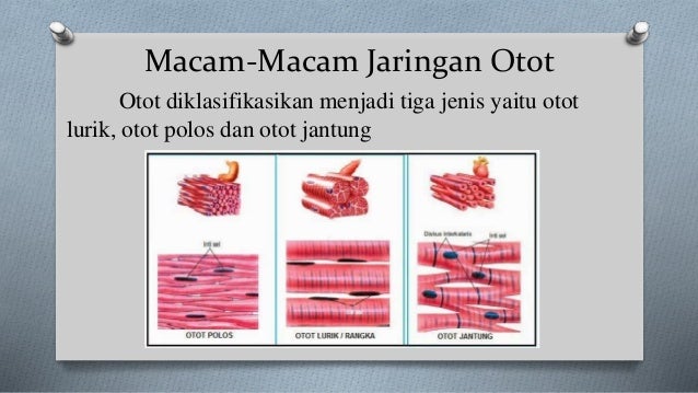 Jaringan Otot Jaringan Otot
