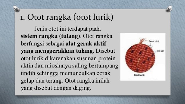 Jaringan Otot Jaringan Otot