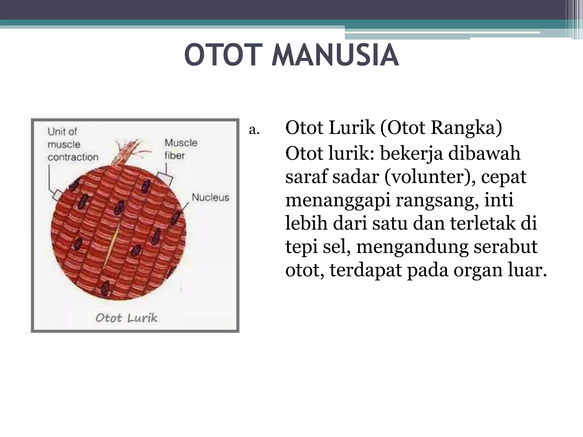 Otot manusia | PPTX
