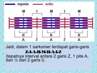 Jadi, dalam 1 sarkomer terdapat garis-garis
Z-I-A-H-M-H-A-I-Z
(tepatnya interval antara 2 garis Z, 1 pita A,
dan ½ dari 2 garis I).
 