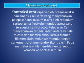 Kontraksi otot dipacu oleh potensial aksi
dari sinapsis sel saraf yang menyebabkan
pelepasan ion kalsium (Ca2+
) oleh retikulum
sarkoplasma (retikulum endoplasma yang
terspesialisasi) di otot. Pelepasan Ca2+
menyebabkan terjadi ikatan antara kepala
miosin dan filamen aktin. Ketika filamen-
filamen aktin meluncur menuju tengah
sarkomer, otot memendek (kontraksi). Pada
saat relaksasi, filamen-filamen tersebut
kembali ke bentuk semula.
Mekanisme kerja ototMekanisme kerja otot
 