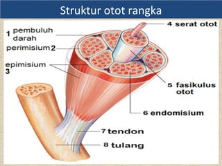 Struktur otot rangka
 
