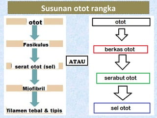 Susunan otot rangka
 