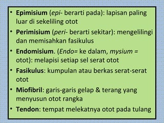 • Epimisium (epi- berarti pada): lapisan paling
luar di sekeliling otot
• Perimisium (peri- berarti sekitar): mengelilingi
dan memisahkan fasikulus
• Endomisium. (Endo= ke dalam, mysium =
otot): melapisi setiap sel serat otot
• Fasikulus: kumpulan atau berkas serat-serat
otot
• Miofibril: garis-garis gelap & terang yang
menyusun otot rangka
• Tendon: tempat melekatnya otot pada tulang
 