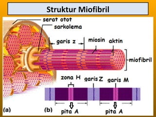 Struktur Miofibril
 