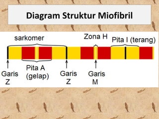 Diagram Struktur Miofibril
 