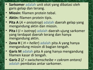 • Sarkomer adalah unit otot yang dibatasi oleh
garis gelap dan terang.
• Miosin: filamen protein tebal.
• Aktin: filamen protein tipis.
• Pita A (A = anisotrop) adalah daerah gelap yang
mengandung aktin dan miosin.
• Pita I (I = isotrop) adalah daerah ujung sarkomer
yang terdapat daerah terang dan hanya
mengandung aktin.
• Zona H ( H = heller) adalah pita A yang hanya
mengandung miosin di bagian tengah.
• Garis M adalah pita A yang hanya mengandung
filamen kasar di tengah.
• Garis Z (Z = swischenscheibe = cakram antara)
adalah pembatas antar sarkomer.
 