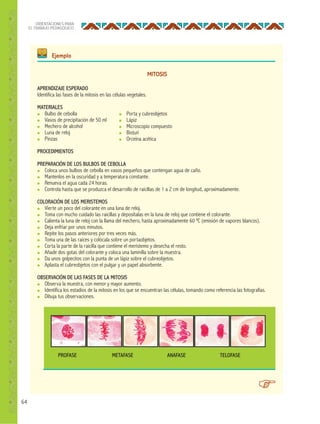 64
ORIENTACIONES PARA
EL TRABAJO PEDAGÓGICO
MITOSIS
APRENDIZAJE ESPERADO
Identifica las fases de la mitosis en las células vegetales.
MATERIALES
● Bulbo de cebolla
● Vasos de precipitación de 50 ml
● Mechero de alcohol
● Luna de reloj
● Pinzas
PROCEDIMIENTOS
PREPARACIÓN DE LOS BULBOS DE CEBOLLA
● Coloca unos bulbos de cebolla en vasos pequeños que contengan agua de caño.
● Mantenlos en la oscuridad y a temperatura constante.
● Renueva el agua cada 24 horas.
● Controla hasta que se produzca el desarrollo de raicillas de 1 a 2 cm de longitud, aproximadamente.
COLORACIÓN DE LOS MERISTEMOS
● Vierte un poco del colorante en una luna de reloj.
● Toma con mucho cuidado las raicillas y deposítalas en la luna de reloj que contiene el colorante.
● Calienta la luna de reloj con la llama del mechero, hasta aproximadamente 60 ºC (emisión de vapores blancos).
● Deja enfriar por unos minutos.
● Repite los pasos anteriores por tres veces más.
● Toma una de las raíces y colócala sobre un portaobjetos.
● Corta la parte de la raicilla que contiene el meristemo y desecha el resto.
● Añade dos gotas del colorante y coloca una laminilla sobre la muestra.
● Da unos golpecitos con la punta de un lápiz sobre el cubreobjetos.
● Aplasta el cubreobjetos con el pulgar y un papel absorbente.
OBSERVACIÓN DE LAS FASES DE LA MITOSIS
● Observa la muestra, con menor y mayor aumento.
● Identifica los estadios de la mitosis en los que se encuentran las células, tomando como referencia las fotografías.
● Dibuja tus observaciones.
● Porta y cubreobjetos
● Lápiz
● Microscopio compuesto
● Bisturí
● Orceína acética
PROFASE METAFASE ANAFASE TELOFASE
Ejemplo
 