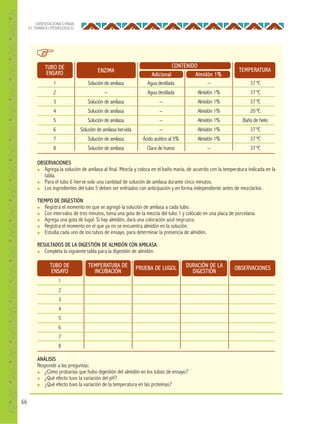 66
ORIENTACIONES PARA
EL TRABAJO PEDAGÓGICO
TUBO DE
ENSAYO
TUBO DE
ENSAYO
TEMPERATURA DE
INCUBACIÓN
PRUEBA DE LUGOL DURACIÓN DE LA
DIGESTIÓN
OBSERVACIONES
CONTENIDO
Adicional Almidón 1%
ENZIMA TEMPERATURA
1
2
3
4
5
6
7
8
1
2
3
4
5
6
7
8
Solución de amilasa
--
Solución de amilasa
Solución de amilasa
Solución de amilasa
Solución de amilasa hervida
Solución de amilasa
Solución de amilasa
Agua destilada
Agua destilada
--
--
--
--
Ácido acético al 5%
Clara de huevo
--
Almidón 1%
Almidón 1%
Almidón 1%
Almidón 1%
Almidón 1%
Almidón 1%
--
37 ºC
37 ºC
37 ºC
20 ºC
Baño de hielo
37 ºC
37 ºC
37 ºC
OBSERVACIONES
● Agrega la solución de amilasa al final. Mezcla y coloca en el baño maría, de acuerdo con la temperatura indicada en la
tabla.
● Para el tubo 6 hierve solo una cantidad de solución de amilasa durante cinco minutos.
● Los ingredientes del tubo 5 deben ser enfriados con anticipación y en forma independiente antes de mezclarlos.
TIEMPO DE DIGESTIÓN
● Registra el momento en que se agregó la solución de amilasa a cada tubo.
● Con intervalos de tres minutos, toma una gota de la mezcla del tubo 1 y colócalo en una placa de porcelana.
● Agrega una gota de lugol. Si hay almidón, dará una coloración azul negruzco.
● Registra el momento en el que ya no se encuentra almidón en la solución.
● Estudia cada uno de los tubos de ensayo, para determinar la presencia de almidón.
RESULTADOS DE LA DIGESTIÓN DE ALMIDÓN CON AMILASA
● Completa la siguiente tabla para la digestión de almidón.
ANÁLISIS
Responde a las preguntas:
● ¿Cómo probarías que hubo digestión del almidón en los tubos de ensayo?
● ¿Qué efecto tuvo la variación del pH?
● ¿Qué efecto tuvo la variación de la temperatura en las proteínas?
 