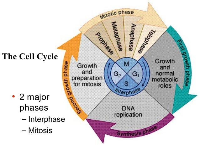 Biochemistry _ Cell Growth