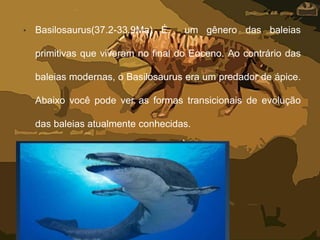 • Basilosaurus(37.2-33.9Ma) É um gênero das baleias
primitivas que viveram no final do Eoceno. Ao contrário das
baleias modernas, o Basilosaurus era um predador de ápice.
Abaixo você pode ver as formas transicionais de evolução
das baleias atualmente conhecidas.
 
