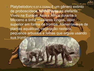 • Platybelodon(15.97-5.332Ma) É um gênero extinto
de proboscídeos, semelhante ao elefante.
Viveu na Europa, Ásia e África durante o
Mioceno e tinha maxilares longos, lábio
superior em forma de tromba. Alimentava-se de
plantas aquáticas, vegetação rasteira,
pequenos arbustos e folhas que erguia usando
sua tromba.
 