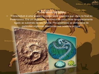 Tribachidum(635-542Ma)
• Tribrachidium é uma criatura tri-radialmente simétrica que viveu no final do
Proterozoico. Era um organismo bentônico de corpo mole temporariamente
ligado ao substrato de seu habitat. Provavelmente se alimentava de
partículas orgânicas dissolvidas nos oceanos antigos.
 