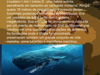 • Livyatan(11.608-7.246Ma) É uma baleia extinta,
semelhante em tamanho ao cachalote moderno. Atingia
quase 18 metros de comprimento e possuía dentes
funcionais poderosos em ambas as mandíbulas. Era
um predador de ápice junto com o gigante
megalodonte. Sua extinção foi provavelmente causada
por um evento de resfriamento no final do Mioceno, que
resultou em uma queda nas populações de alimentos.
As formações onde a baleia foi encontrada
preservaram também um grande conjunto de vida
marinha, como tubarões e mamíferos marinhos.
 