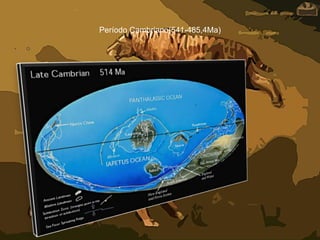 Período Cambriano(541-485,4Ma)
• O
 
