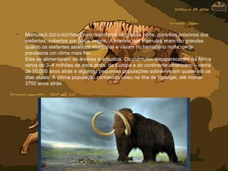• Mamute(5.332-0.0037Ma) Eram mamíferos de grande porte, parentes próximos dos
elefantes, cobertos por pelos longos. A maioria dos mamutes eram tão grandes
quanto os elefantes asiáticos modernos e viviam no hemisfério norte, onde
prevalecia um clima mais frio.
Eles se alimentaram de árvores e arbustos. Os mamutes desapareceram da África
cerca de 3–4 milhões de anos atrás, da Europa e do continente americano – cerca
de 10.000 anos atrás e algumas pequenas populações sobreviveram quase até os
dias atuais. A última população conhecida viveu na ilha de Wrangel, até morrer
3750 anos atrás.
 