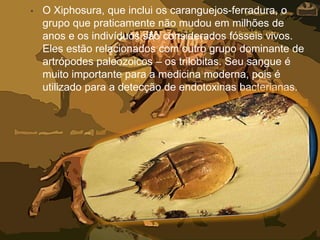 • O Xiphosura, que inclui os caranguejos-ferradura, o
grupo que praticamente não mudou em milhões de
anos e os indivíduos são considerados fósseis vivos.
Eles estão relacionados com outro grupo dominante de
artrópodes paleozoicos – os trilobitas. Seu sangue é
muito importante para a medicina moderna, pois é
utilizado para a detecção de endotoxinas bacterianas.
 