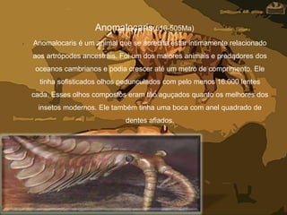 Anomalocaris(516-505Ma)
• Anomalocaris é um animal que se acredita estar intimamente relacionado
aos artrópodes ancestrais. Foi um dos maiores animais e predadores dos
oceanos cambrianos e podia crescer até um metro de comprimento. Ele
tinha sofisticados olhos pedunculados com pelo menos 16.000 lentes
cada. Esses olhos compostos eram tão aguçados quanto os melhores dos
insetos modernos. Ele também tinha uma boca com anel quadrado de
dentes afiados.
 