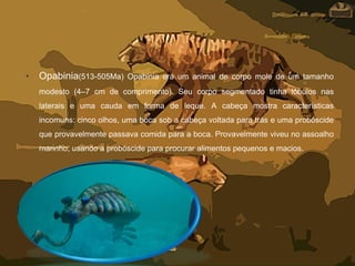• Opabinia(513-505Ma) Opabinia era um animal de corpo mole de um tamanho
modesto (4–7 cm de comprimento). Seu corpo segmentado tinha lóbulos nas
laterais e uma cauda em forma de leque. A cabeça mostra características
incomuns: cinco olhos, uma boca sob a cabeça voltada para trás e uma probóscide
que provavelmente passava comida para a boca. Provavelmente viveu no assoalho
marinho, usando a probóscide para procurar alimentos pequenos e macios.
 