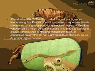 • Conodontes(318-303Ma) São cordados ágnatos antigos que
lembram enguias. Eles são muito importantes, porque seus fósseis
são usados para separar períodos geológicos (fósseis-índice). Eles
variavam de 1 a 40 cm de comprimento e tinham dentes grandes e
afiados. Embora seus dentes pareçam assustadores, os
conodontes provavelmente não eram predadores ativos por causa
da posição lateral de seus
 
