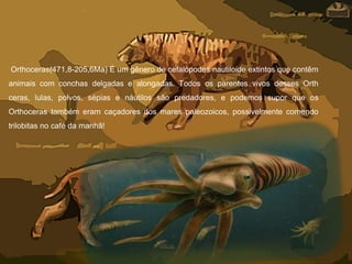 Orthoceras(471,8-205,6Ma) É um gênero de cefalópodes nautiloide extintos que contêm
animais com conchas delgadas e alongadas. Todos os parentes vivos desses Orth
ceras, lulas, polvos, sépias e náutilos são predadores, e podemos supor que os
Orthoceras também eram caçadores dos mares paleozoicos, possivelmente comendo
trilobitas no café da manhã!
 