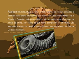 • Rugosa(488,0-252,17Ma) É uma ordem extinta de corais solitários e
coloniais que foram abundantes nos mares do Ordoviciano Médio até o
Permiano Superior. Indivíduos solitários são frequentemente chamados de
corais de chifre, por causa de sua forma semelhante a um chifre. Seu
esqueleto era feito de calcita e foram extintos durante o evento da Grande
Morte do Permiano.
 