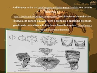 • A diferença entre um coral rugoso solitário e um budista, em poucas
palavras, é :
• que o budista é um bivalve heterodonte(Zool Subclasse de moluscos
bivalves, de concha equivale, sem o brilho ou a aparência do nácar,
geralmente com sifões e brânquias eulamelibrânquias.) marinho com
morfologia totalmente diferente.
 