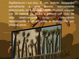 • Sigillaria(383.7-254.0Ma) É um extinto licopsídio
semelhante a uma árvore, intimamente
relacionado ao Lepidodendron. Podiam crescer
até 30 metros de altura e tinham um ciclo de
vida relativamente curto – crescendo
rapidamente e alcançando a maturidade em
poucos anos.
 