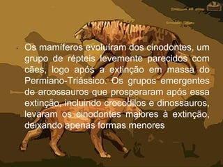 • Os mamíferos evoluíram dos cinodontes, um
grupo de répteis levemente parecidos com
cães, logo após a extinção em massa do
Permiano-Triássico. Os grupos emergentes
de arcossauros que prosperaram após essa
extinção, incluindo crocodilos e dinossauros,
levaram os cinodontes maiores à extinção,
deixando apenas formas menores.
 