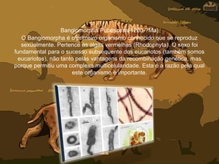 Bangiomorpha Pubescens(1200-?Ma)
O Bangiomorpha é o primeiro organismo conhecido que se reproduz
sexualmente. Pertence às algas vermelhas (Rhodophyta). O sexo foi
fundamental para o sucesso subsequente dos eucariotos (também somos
eucariotos), não tanto pelas vantagens da recombinação genética, mas
porque permitiu uma complexa multicelularidade. Esta é a razão pela qual
este organismo é importante.
 
