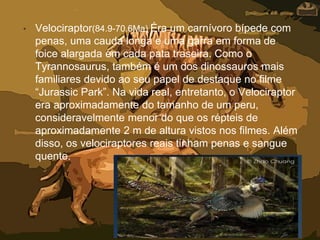 • Velociraptor(84.9-70.6Ma) Éra um carnívoro bípede com
penas, uma cauda longa e uma garra em forma de
foice alargada em cada pata traseira. Como o
Tyrannosaurus, também é um dos dinossauros mais
familiares devido ao seu papel de destaque no filme
“Jurassic Park”. Na vida real, entretanto, o Velociraptor
era aproximadamente do tamanho de um peru,
consideravelmente menor do que os répteis de
aproximadamente 2 m de altura vistos nos filmes. Além
disso, os velociraptores reais tinham penas e sangue
quente.
 