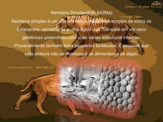 Nemiana Simplex(635-542Ma)
Nemiana simplex é um dos animais sésseis mais simples de todos os
Ediacarans, semelhante a uma água-viva. Consiste em um saco
gelatinoso preenchido com suas várias estruturas internas.
Provavelmente também tinha pequenos tentáculos. É possível que
esta criatura não se movesse e se alimentasse de algas.
 