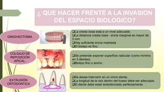 ¿ QUE HACER FRENTE A LA INVASION
DEL ESPACIO BIOLOGICO?
La cresta ósea está a un nivel adecuado.
La distancia cresta ósea - encía marginal es mayor de
3 mm
Hay suficiente encía insertada
El biotipo es fino.
Se pretende exponer superficie radicular (como mínimo
en 3 dientes).
Biotipo fino o ancho.
Se desea intervenir en un único diente.
La longitud de la raíz dentro del hueso debe ser adecuada.
El diente debe estar endodonciado perfectamente.
COLGAJO DE
REPOSICIÓN
APICAL.
GINGIVECTOMIA
EXTRUSIÓN
ORTÓDONTICA
 