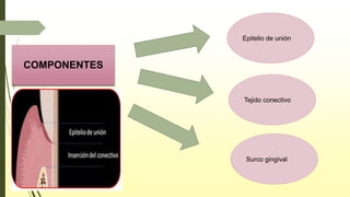 COMPONENTES
Epitelio de unión
Tejido conectivo
Surco gingival
 