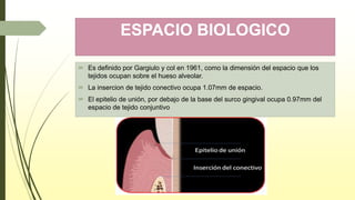 ESPACIO BIOLOGICO
 Es definido por Gargiulo y col en 1961, como la dimensión del espacio que los
tejidos ocupan sobre el hueso alveolar.
 La insercion de tejido conectivo ocupa 1.07mm de espacio.
 El epitelio de unión, por debajo de la base del surco gingival ocupa 0.97mm del
espacio de tejido conjuntivo
 