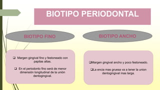 BIOTIPO PERIODONTAL
 Margen gingival fino y festoneado con
papilas altas.
 En el periodonto fino será de menor
dimensión longitudinal de la unión
dentogingival.
Margen gingival ancho y poco festoneado.
La encia mas gruesa va a tener la union
dentogingival mas larga.
BIOTIPO FINO BIOTIPO ANCHO
 