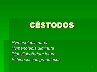 CÉSTODOS Hymenolepis nana Hymenolepis diminuta Diphyllobothrium latum Echinococcus granulosus 