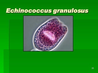 Echinococcus granulosus 
