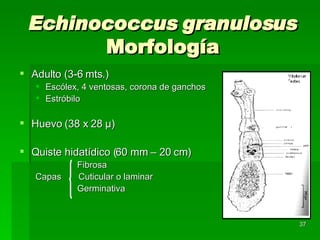 Echinococcus granulosus  Morfología Adulto (3-6 mts.) Escólex, 4 ventosas, corona de ganchos Estróbilo Huevo (38 x 28  µ) Quiste hidatídico (60 mm – 20 cm) Fibrosa Capas  Cuticular o laminar Germinativa 