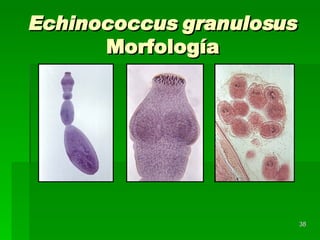 Echinococcus granulosus  Morfología 
