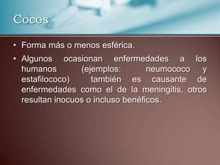 Cocos

• Forma más o menos esférica.
• Algunos ocasionan enfermedades a los
  humanos        (ejemplos:        neumococo y
  estafilococo)     también es causante de
  enfermedades como el de la meningitis, otros
  resultan inocuos o incluso benéficos.
 