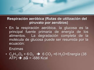 Respiración aeróbica (Rutas de utilización del
              piruvato por aerobios)
• En la respiración aeróbica, la glucosa es la
  principal fuente primaria de energía de los
  alimentos.   La degradación completa de la
  molécula de glucosa puede ser resumida por la
  ecuación:
  Enzimas
• C6H12O6 + 6 O2  6 CO2 +6 H2O+Energía (38
  ATP)  G = -686 Kcal
 