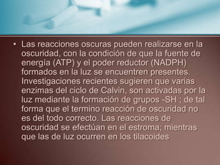• Las reacciones oscuras pueden realizarse en la
  oscuridad, con la condición de que la fuente de
  energía (ATP) y el poder reductor (NADPH)
  formados en la luz se encuentren presentes.
  Investigaciones recientes sugieren que varias
  enzimas del ciclo de Calvin, son activadas por la
  luz mediante la formación de grupos -SH ; de tal
  forma que el termino reacción de oscuridad no
  es del todo correcto. Las reacciones de
  oscuridad se efectúan en el estroma; mientras
  que las de luz ocurren en los tilacoides
 