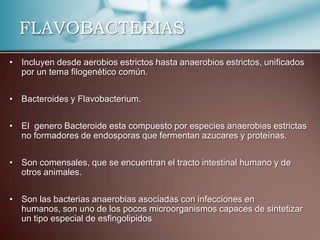 FLAVOBACTERIAS
• Incluyen desde aerobios estrictos hasta anaerobios estrictos, unificados
  por un tema filogenético común.


• Bacteroides y Flavobacterium.


• El genero Bacteroide esta compuesto por especies anaerobias estrictas
  no formadores de endosporas que fermentan azucares y proteínas.


• Son comensales, que se encuentran el tracto intestinal humano y de
  otros animales.


• Son las bacterias anaerobias asociadas con infecciones en
  humanos, son uno de los pocos microorganismos capaces de sintetizar
  un tipo especial de esfingolipidos
 